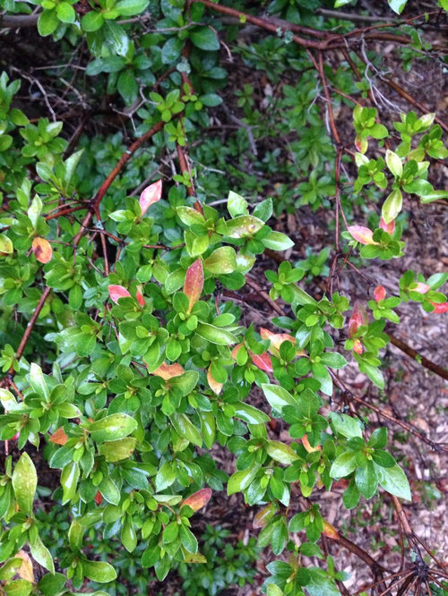 Why are my azalea leaves turning reddish/yellow?