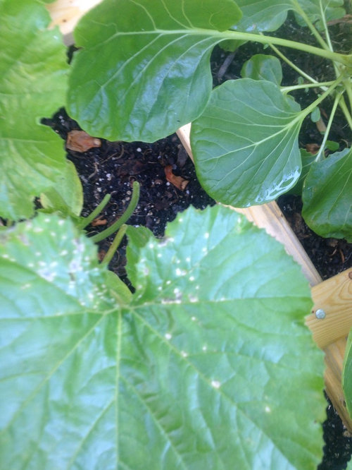 Spots on squash leaves