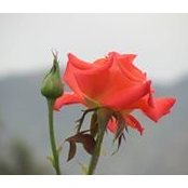 Foto von Donna Phillips