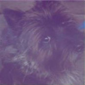 Marc Siegel's photo