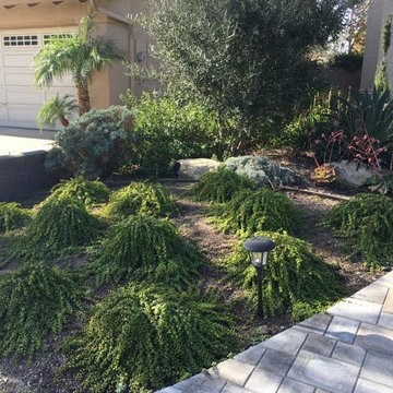 Succulent Excitement