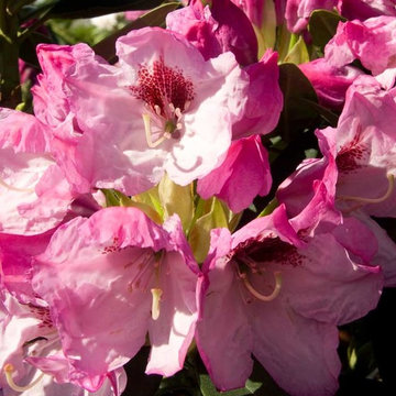 Southgate® Radiance™ Rhododendron Rhododendron x 'Tyler Morris'