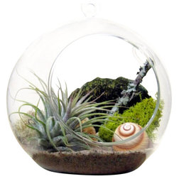 Contemporary Terrariums by Sea & Asters
