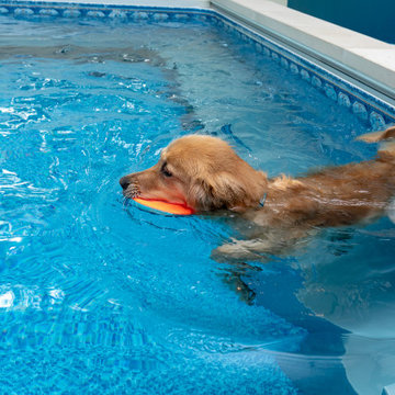 Indoor Spa and Pool Addition in Moseley