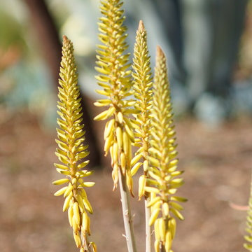 From English Garden to Drought Tolerant Xeriscape