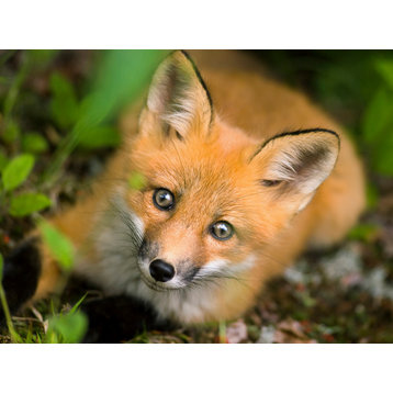 Young Red Fox Face Animal Wildlife Nature Photograph Loose Wall Art Print, 11" X 14"