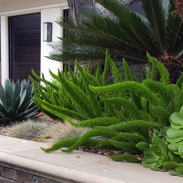 Agave Garden