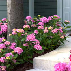 Let's Dance&reg; Moonlight Bigleaf Hydrangea - Plants