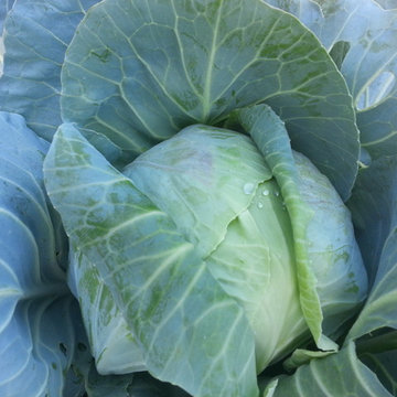 2nd year growing system established