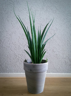 sansevieria victoria Sansevieria Laurentii, Snake Plants main image 0