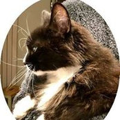 Foto von Rachel Dandy