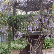 TREE HOUSE