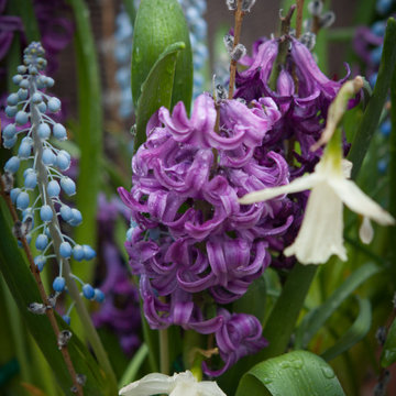 Spring Bulb Blast--Inspiration for a challenging time