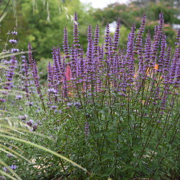 Santa Rosa Front Garden