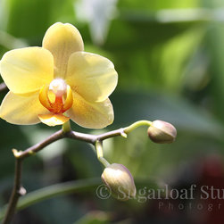 Orchids - Home Decor