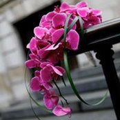 Yvette Gilbert's photo