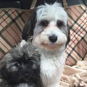 Alison Dewhurst's photo