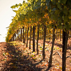 In The Vineyard - Photographs