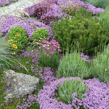Yard - year round color, drought tolerant