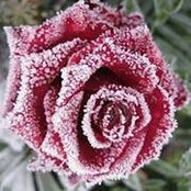 Lori Gurley's photo