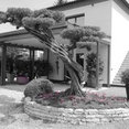 Foto di profilo di Le Piante di Tapparello Vittorio