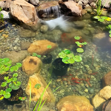 Bringing an 18yr Old Pond Back to LIFE