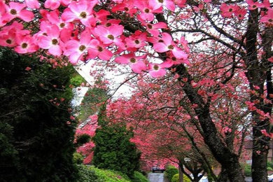 Design ideas for a huge mid-century modern drought-tolerant and partial sun front yard mulch garden path in Seattle for spring.