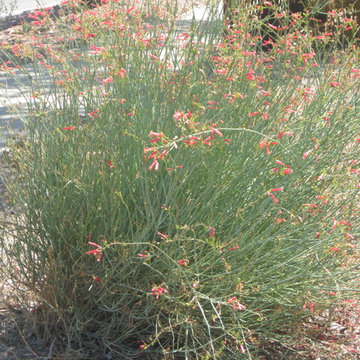 Drought Tolerant Native Tustin Garden