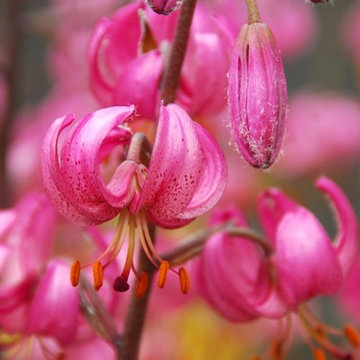 Lilies