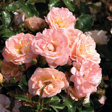 Peach Drift® Rose