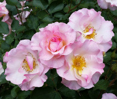 What are your top 3 favorite rose bushes?