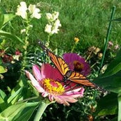 Peggy Boldt's photo