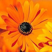 M.j. Flowersさんの写真