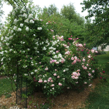 roseraie