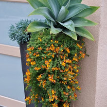 Container Plants—Front Porch