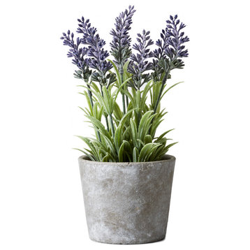 Lavender In Cement Pot,  4"x10"