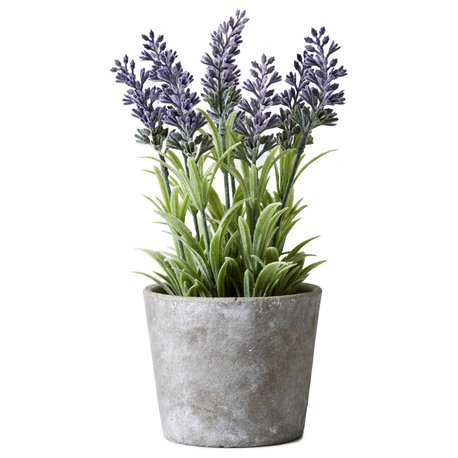 Lavender In Cement Pot, 4"x10"