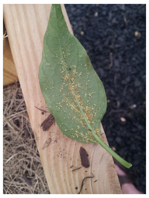 What is this on my Jalapeno leaves?