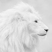 Kíng-Leō Lyonsさんの写真