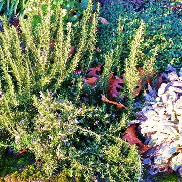 Woodstock Rain Garden Landscape Makeover