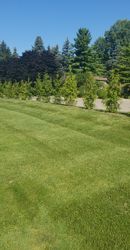 planting green giants