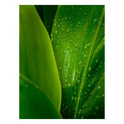 Douglas Page Photographic Arts - After the Rain, Aluminum, 12"x18" - Prints And Posters