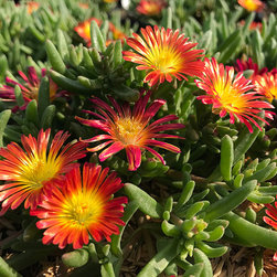 Current Featured Plants - Products