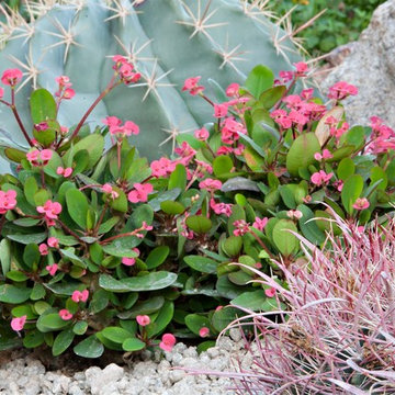 Colorful Desert - Phoenix Home&Garden