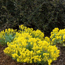 Goldkugel Basket Of Gold - Plants