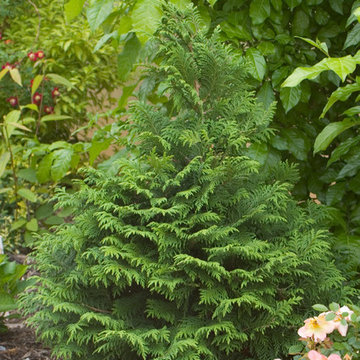 Soft Serve® False Cypress (Chamaecyparis)