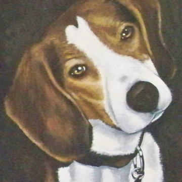 Pet Portraits