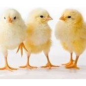Spring Chickss billede