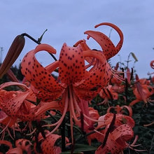 Lilies 2020