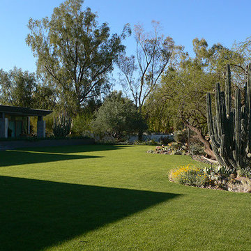 Modern Botanical Garden | Rear Yard Xerioscape